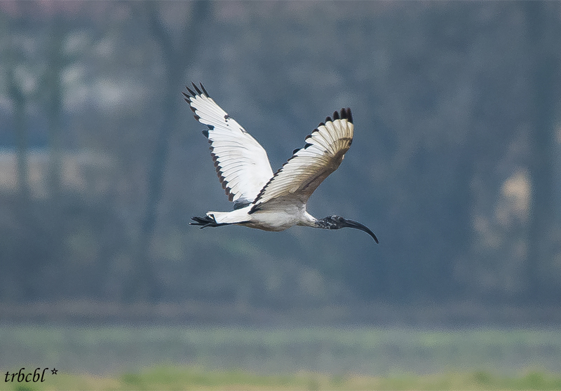 Cicogna e Ibis